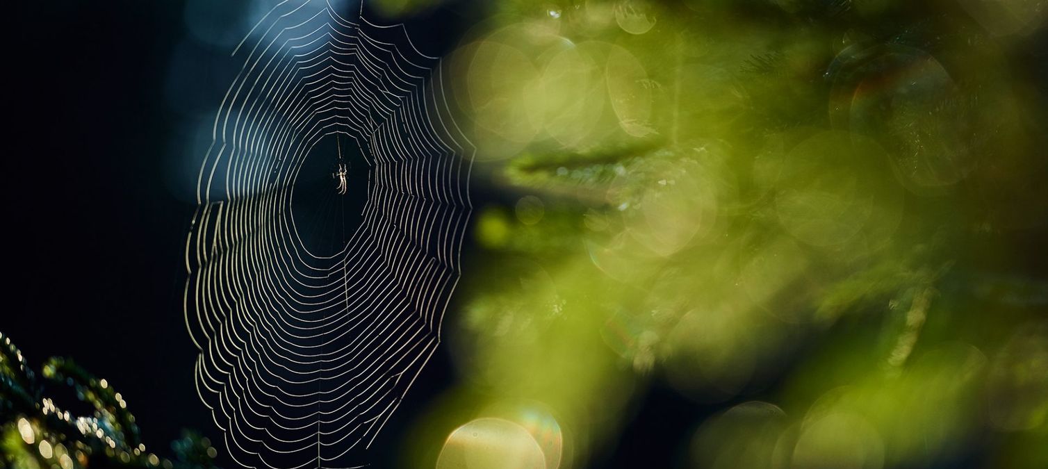 morgenstimmung-im-harz ein spinnennetz mit tau besetzt