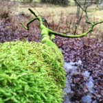 Moos und Flechten an den Bäumen