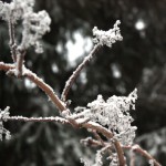 frost auf den pflanzen