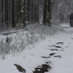 Singeltrailspaß im Harz