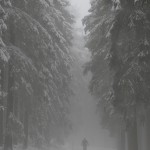 Tief verschneiter Forstweg im Harz