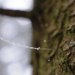 Der erste Schnee im Harz