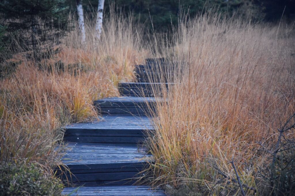 Harz Herbst Herz