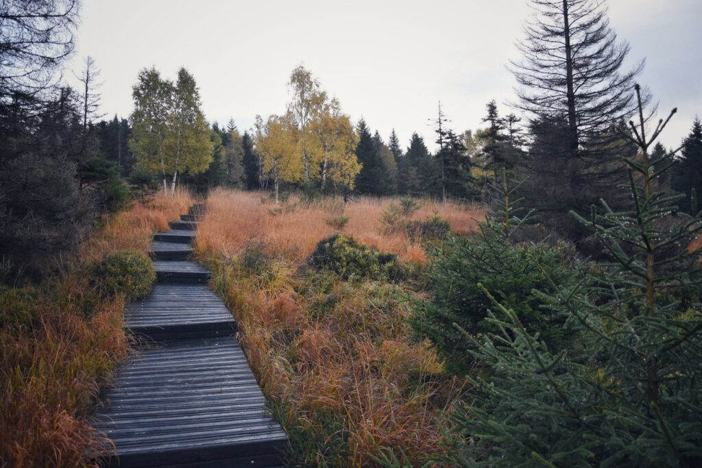Harz Herbst Herz