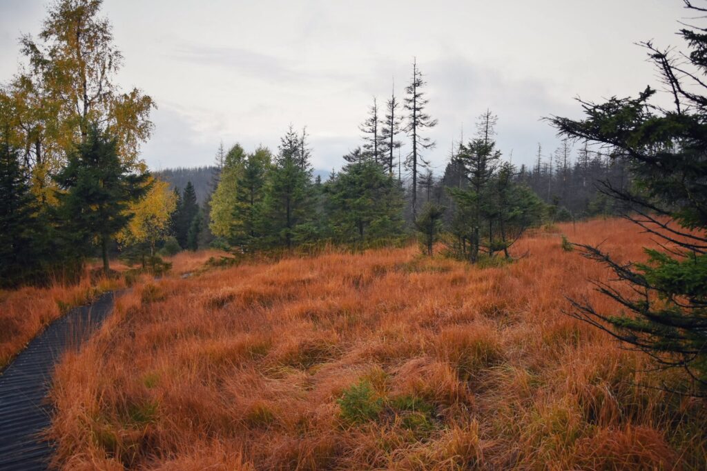 Harz Herbst Herz