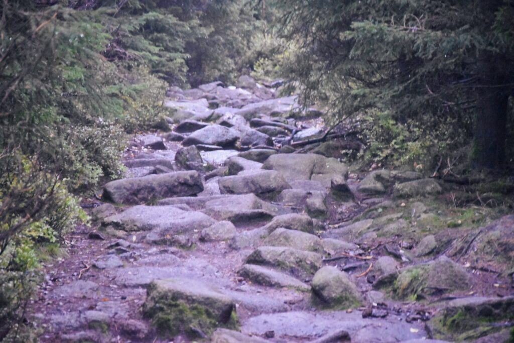 Harz Herbst Herz