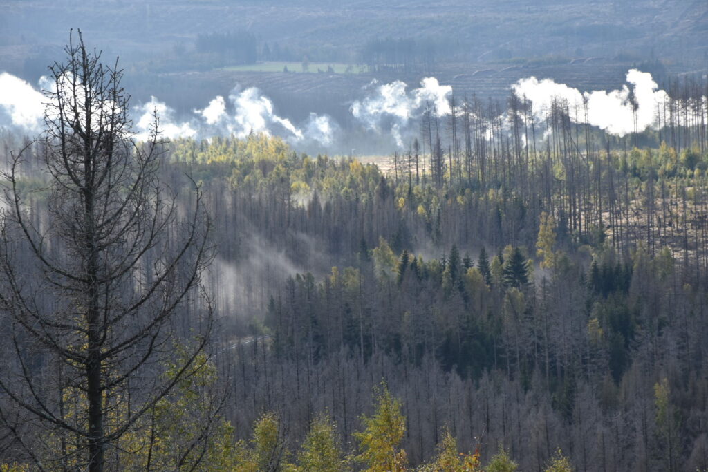 Harz Herbst Herz